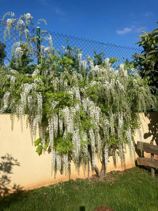 Bed and Breakfast Quinta Da Sobreira Салир-де-Матуш Экстерьер фото